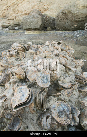 Layer of fossil oyster beds, Miocene age, Peninsula Valdes, Patagonia, Argentina Stock Photo