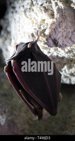 Bats sleep in dungeon upside down, wrapped in wings like black cloak, like devil in darkness. Horseshoe-nosed bat (Rhinolophus ferrumequinum); wings c Stock Photo