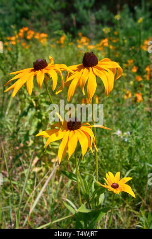 Florescence of rudbeckia red (purple coneflower, Black-eyed Susan) in flower bed. North America flowers Stock Photo