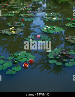 USA, Oregon, Shore Acres State Park, Cultivated water lilies bloom on shallow pond in formal garden. Stock Photo