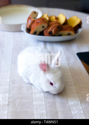 Top view of white Easter bunny on the table. Cute little rabbit on white table cloth Stock Photo