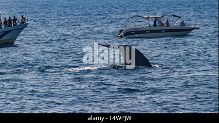 Blue whale Balaenoptera musculus diving  with whale  whale watching boats nearby. Near Marissa. Sri Lanka. Stock Photo