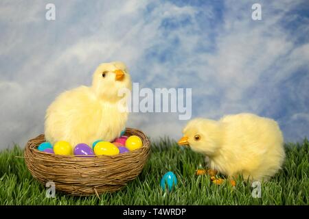 pair of fluffy baby chicks in nest and green grass with colorful Easter eggs Stock Photo