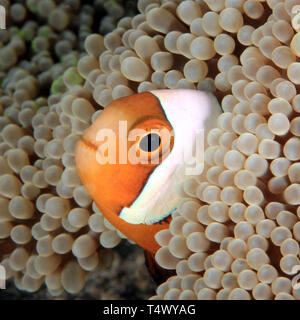 Saddleback Anemonefish (Amphiprion polymnus) in an Anemone. Anilao, Philippines Stock Photo