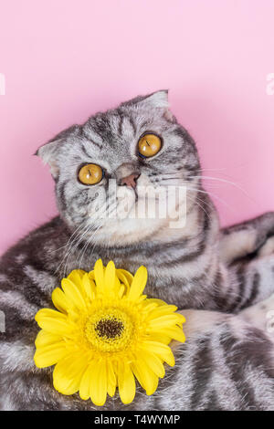 Gray cat breed Scottish Fold close-up with a yellow flower on a pink background. A funny photo of a cute pet. Stock Photo