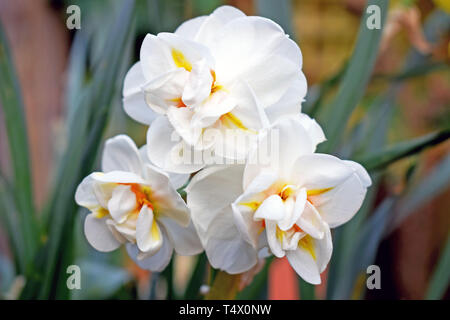 a bunch of three beautiful white and yellow coloured daffodils also known as narcissus growing in a garden with green leaf's in the background. Stock Photo