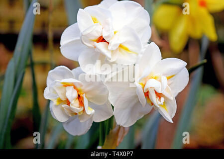 a bunch of three beautiful white and yellow coloured daffodils also known as narcissus growing in a garden with green leaf's in the background. Stock Photo