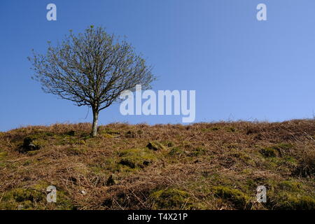 Low angle view of a single solitary deciduous tree on a grassy moss-covered hillside under a clear blue sky Stock Photo