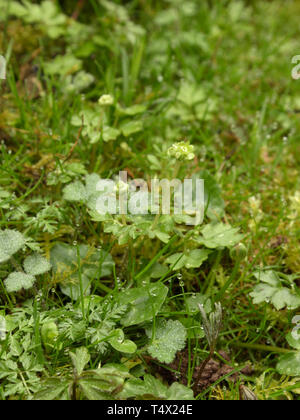 Moschatel or Town-Hall Clock , Adoxa moschatellina Stock Photo