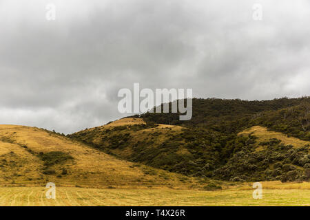 Open dried grass landscape with forest emerging from the distance. Stock Photo
