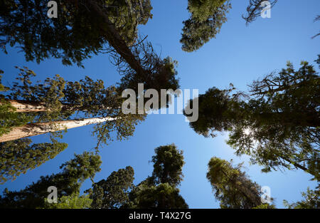 Giant Sequoia, Mariposa Grove, Yosemite, California, America. Stock Photo