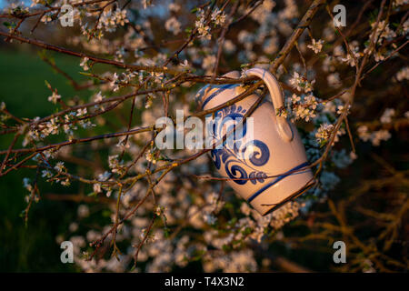 A jug for wine hangs on a branch of a blossoming apple tree. Bembel on a branch Stock Photo