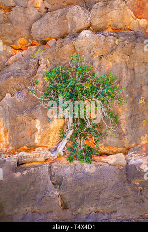 Tree growing in cliff at Mandu Mandu Gorge during dry season at Cape Range National Park Australia Stock Photo