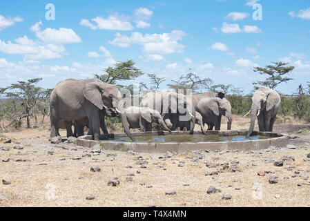 A matriarchal family of elephants at an artificial water hole, Ol Pejeta Conservancy, Kenya Stock Photo