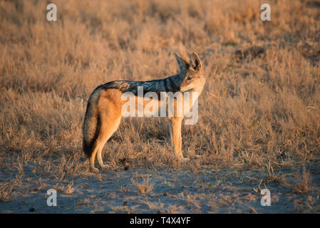 Black-backed Jackal (Canis mesomelas) waiting for its mate while hunting Stock Photo