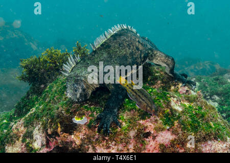 Marine Iguana (Amblyrhynchus cristatus) feeding underwater Stock Photo