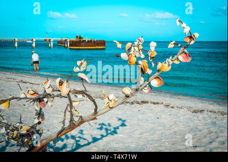 On Southwest Florida beaches, People place seashells on a tree or branch in memory of someone or to make a wish or bestow a blessing Stock Photo