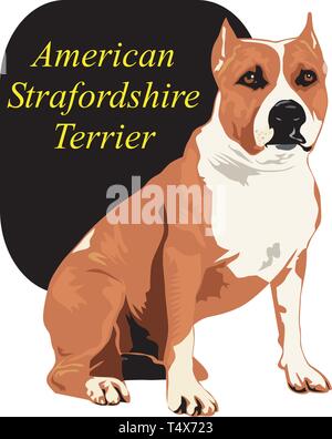 American Staffordshire Terrier Vector Illustration Stock Vector