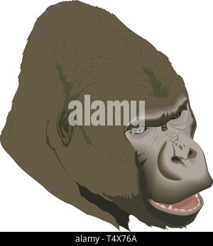 Gorilla vector illustration Stock Vector Image & Art - Alamy