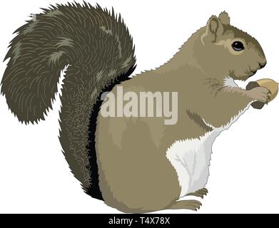 Grey Squirrel Vector Illustration Stock Vector