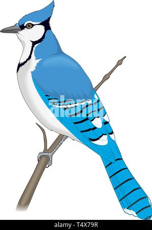 Blue Jay Perched on a Branch Vector Illustration Stock Vector