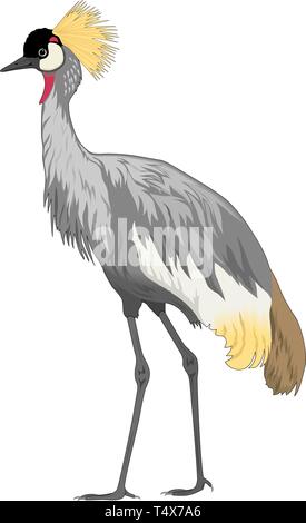 Crowned Crane Vector Illustration Stock Vector