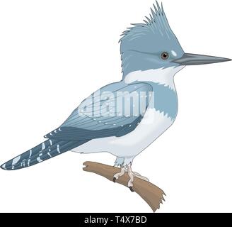 Belted Kingfisher Perched on a Branch Vector Illustration Stock Vector