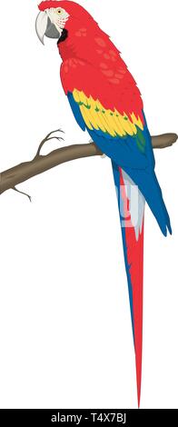 Macaw on a Perch Vector Illustration Stock Vector