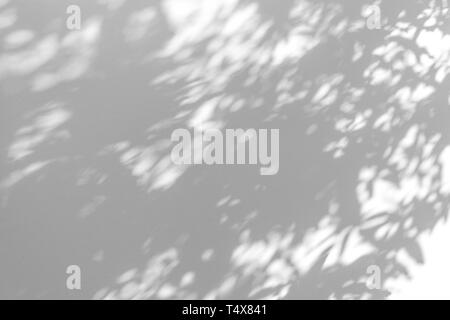 Shadow blur of the leaves on white wall abstract background. Stock Photo