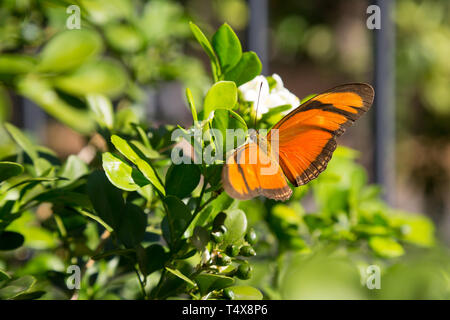 Julia butterfly (Dryas iulia) feeds the nectar of a common orange jasmine (Murraya paniculata) flower, blooming in the garden, Asuncion, Paraguay Stock Photo