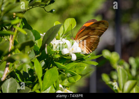 Julia butterfly (Dryas iulia) feeds the nectar of a common orange jasmine (Murraya paniculata) flower, blooming in the garden, Asuncion, Paraguay Stock Photo