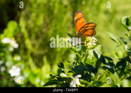 Julia butterfly (Dryas iulia) feeds the nectar of a common orange jasmine (Murraya paniculata) flower, blooming in the garden, Asuncion, Paraguay Stock Photo