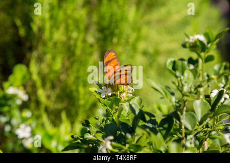 Julia butterfly (Dryas iulia) feeds the nectar of a common orange jasmine (Murraya paniculata) flower, blooming in the garden, Asuncion, Paraguay Stock Photo