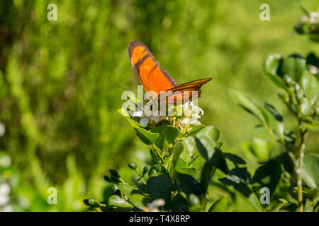 Julia butterfly (Dryas iulia) feeds the nectar of a common orange jasmine (Murraya paniculata) flower, blooming in the garden, Asuncion, Paraguay Stock Photo