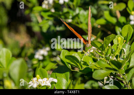 Julia butterfly (Dryas iulia) feeds the nectar of a common orange jasmine (Murraya paniculata) flower, blooming in the garden, Asuncion, Paraguay Stock Photo