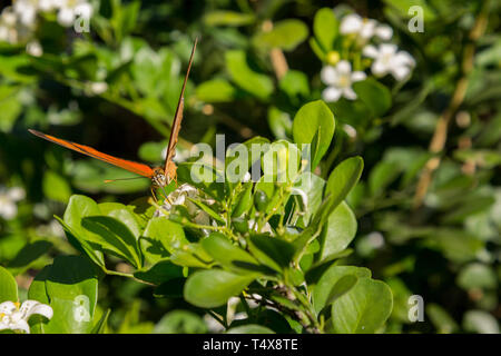 Julia butterfly (Dryas iulia) feeds the nectar of a common orange jasmine (Murraya paniculata) flower, blooming in the garden, Asuncion, Paraguay Stock Photo