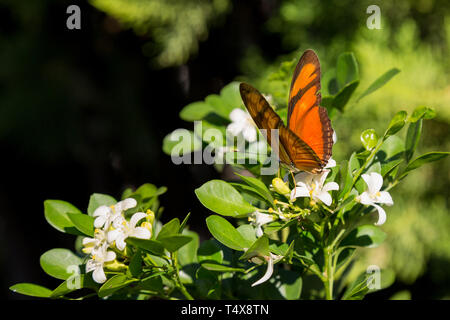 Julia butterfly (Dryas iulia) feeds the nectar of a common orange jasmine (Murraya paniculata) flower, blooming in the garden, Asuncion, Paraguay Stock Photo