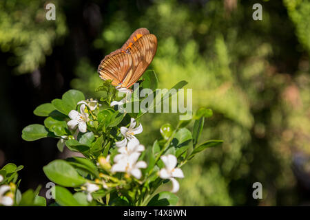 Julia butterfly (Dryas iulia) feeds the nectar of a common orange jasmine (Murraya paniculata) flower, blooming in the garden, Asuncion, Paraguay Stock Photo