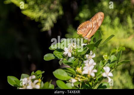 Julia butterfly (Dryas iulia) feeds the nectar of a common orange jasmine (Murraya paniculata) flower, blooming in the garden, Asuncion, Paraguay Stock Photo