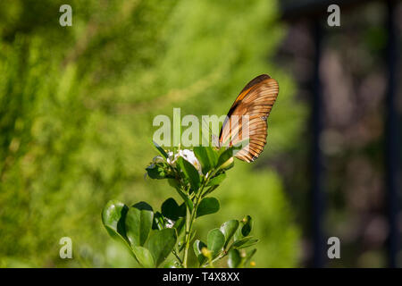 Julia butterfly (Dryas iulia) feeds the nectar of a common orange jasmine (Murraya paniculata) flower, blooming in the garden, Asuncion, Paraguay Stock Photo