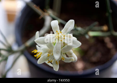 Macro view of beautiful white blossoms on an indoor Meyer lemon tree Stock Photo