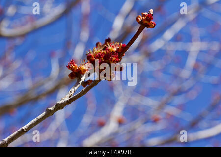 Abstract view of emerging red and yellow flower buds on a red maple tree in early spring Stock Photo