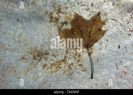 Abstract art image of a brown maple leaf and pine needles resting under water in a silver metal bird bath Stock Photo