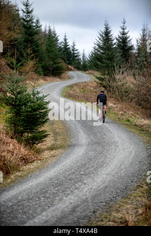 A man cycle touring along a gravel track at Grizedale Forest in the Lake District, England, Gravel bike, Cycle touring. Stock Photo