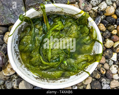 Cleaning a pond from Algae, Garden Work Stock Photo