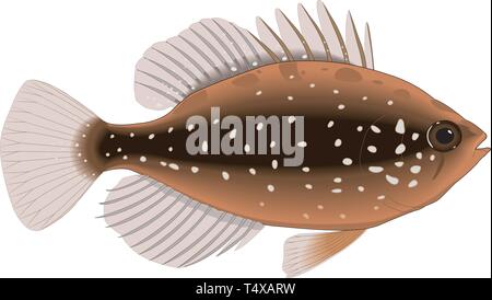 Pygmy Sunfish Vector Illustration Stock Vector