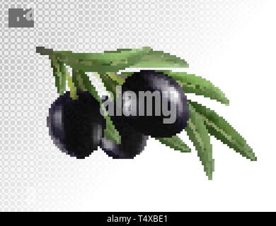 Isolated olives. Three black olive fruits on a branch with leaves isolated on transparent background. Photo-realistic vector, 3d Stock Vector