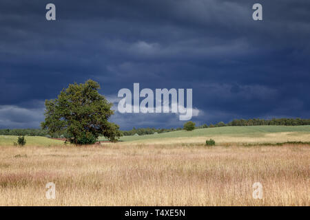 Lithuanian fields with alone tree landscape and gloomy sky before the storm Stock Photo