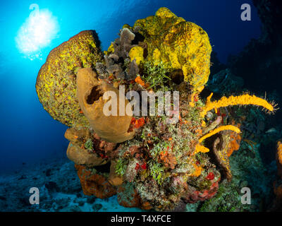 I really enjoy this composition, it seems as if the sun ball has arisen from the large sponge on the coral head beneath it. Stock Photo