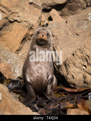 Vertical shot of large New Zealand fur seal sitting on beach rocks in afternoon sun looking directly at camera with big black eyes and shiny coat. Stock Photo